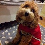 1801344_581572098599774_413579289_o